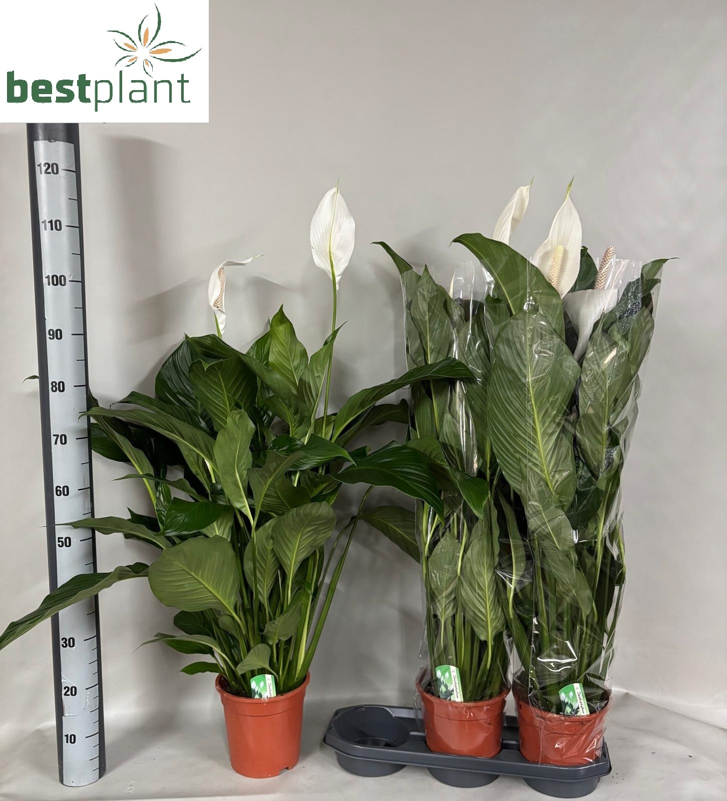 Горшечные цветы и растения оптом Spath Sweet Lauretta от 3шт из Голландии с доставкой по России