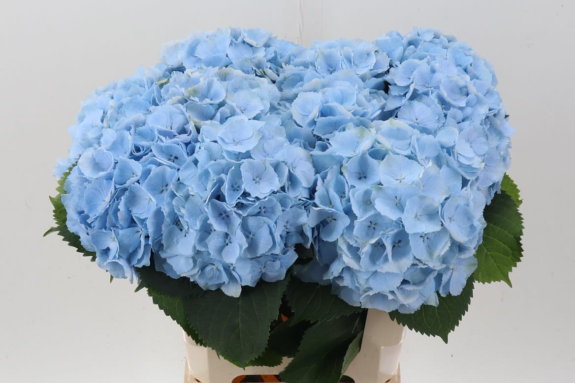 Срезанные цветы оптом Hydrangea verena blue от 10шт..... из Голландии с доставкой по России