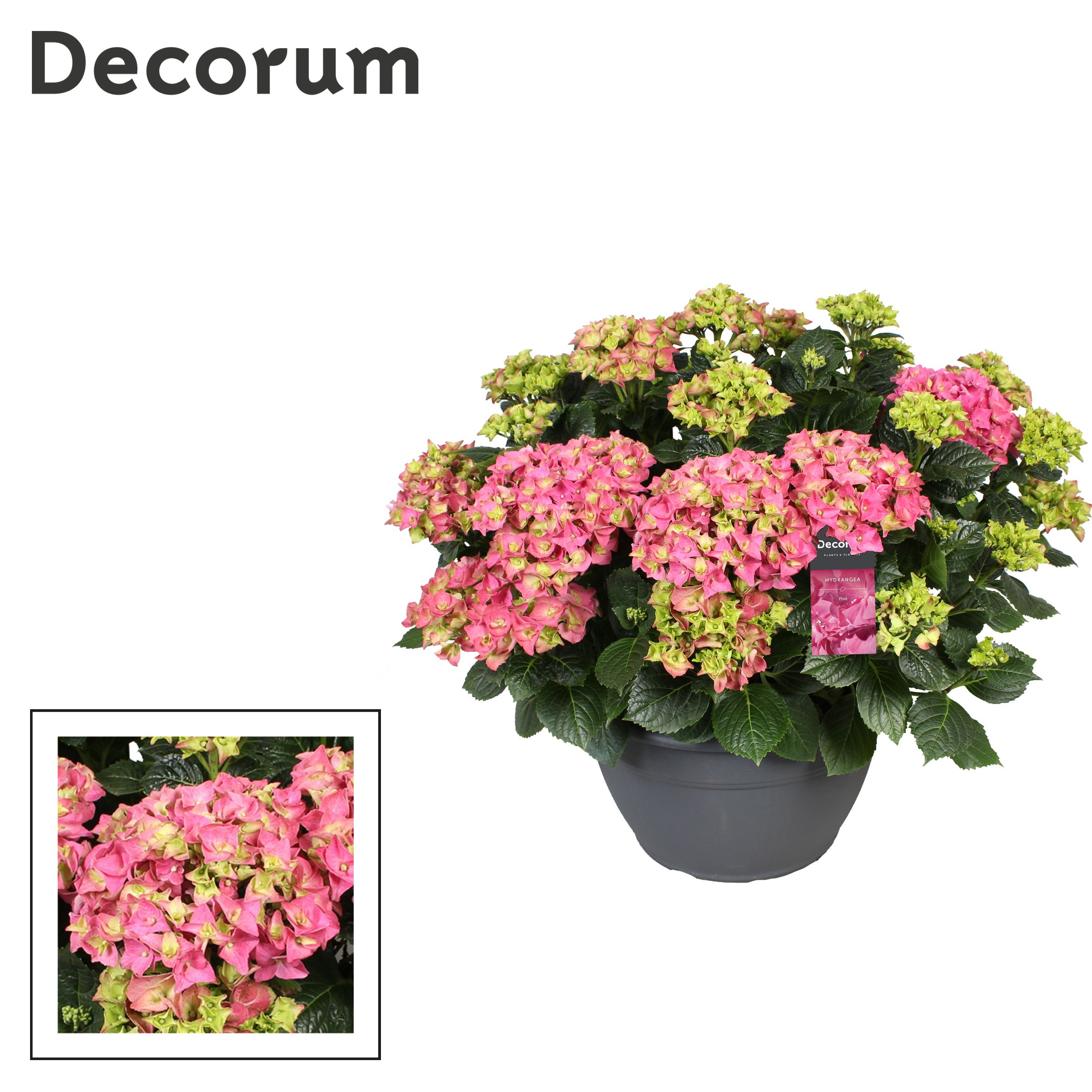 Горшечные цветы и растения оптом Hydrangea Ma Pink 25+ (decorum) от 1шт из Голландии с доставкой по России