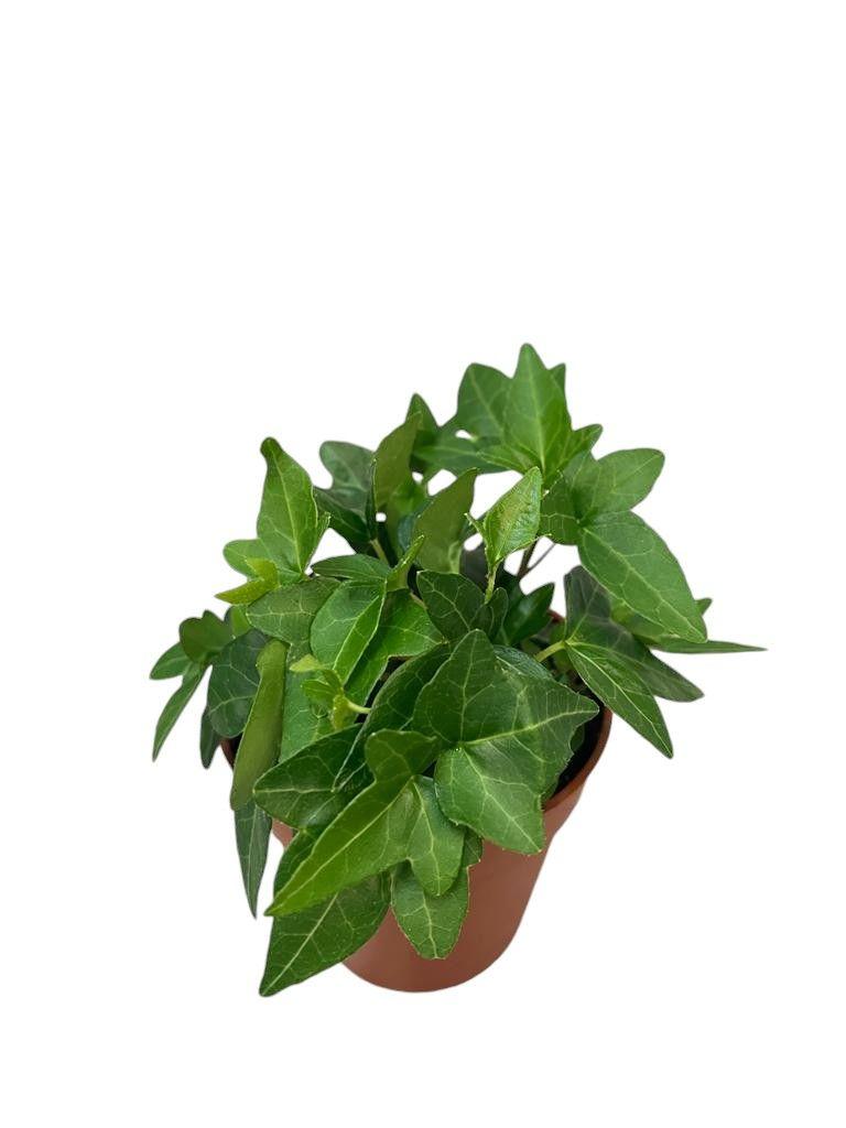 Горшечные цветы и растения оптом Hedera Helix Shamrock от 18шт (для телеги) из Голландии с доставкой по России Горшечные цветы и растения оптом Hedera Helix Shamrock от 18шт (для телеги) из Голландии с доставкой по России