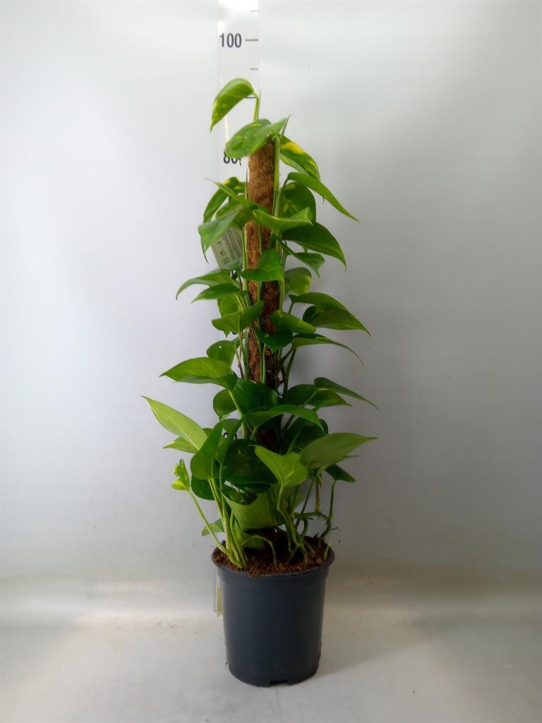 Горшечные цветы и растения оптом Epipremnum Mosspole от 1шт из Голландии с доставкой по России