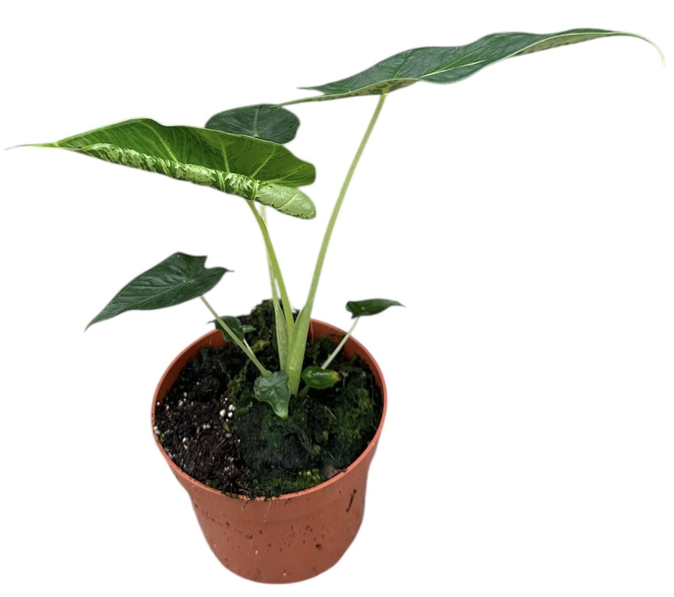 Горшечные цветы и растения оптом Alocasia Frydek Tattoo от 1шт (для телеги) из Голландии с доставкой по России