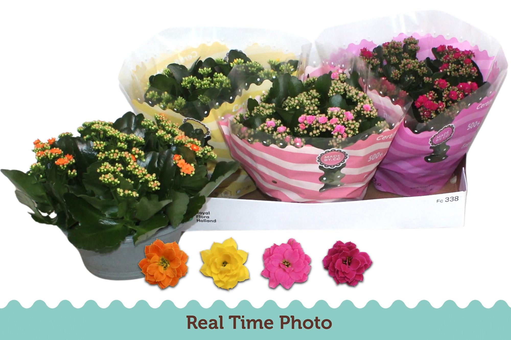 Горшечные цветы и растения оптом Kal Ge Gem 4 Kl от 3шт из Голландии с доставкой по России