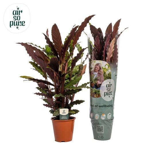 Горшечные цветы и растения оптом Calathea Rufibarba от 3шт из Голландии с доставкой по России