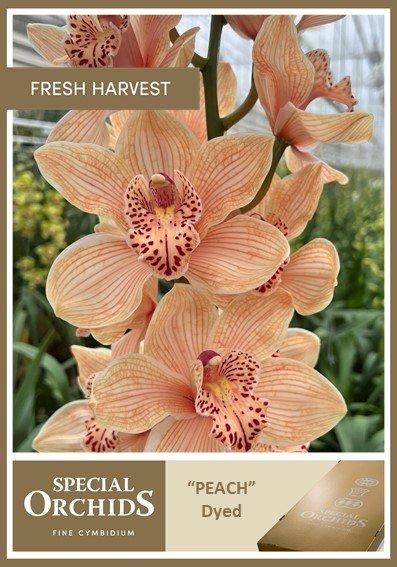 Срезанные цветы оптом Cymbidium paint peach от 2шт из Голландии с доставкой по России