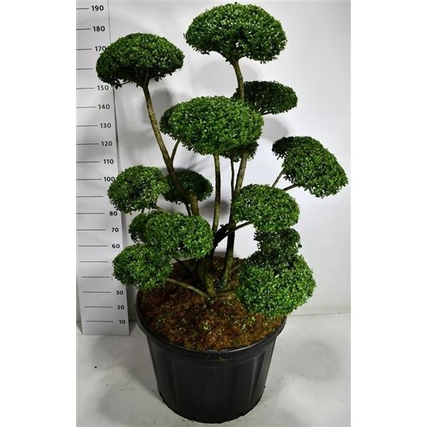 Горшечные цветы и растения оптом Ilex Mutchagara от 1шт из Голландии с доставкой по России