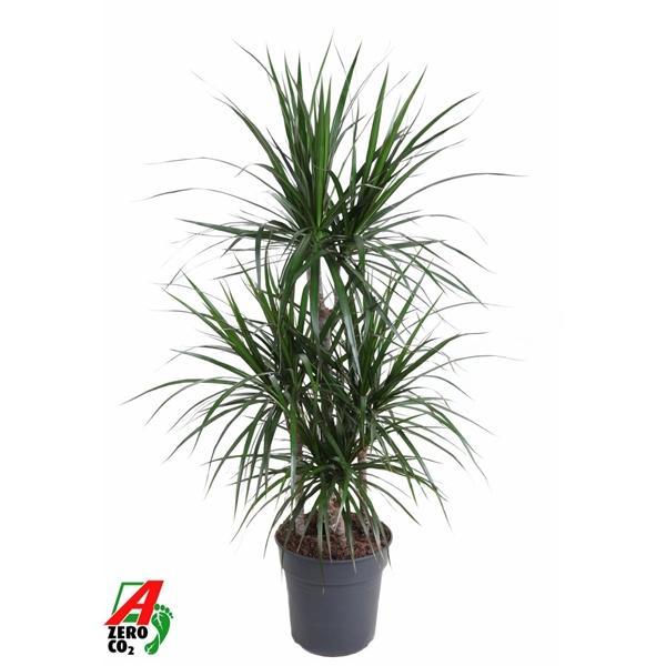 Горшечные цветы и растения оптом Drac Marginata 60-carrousel от 1шт из Голландии с доставкой по России