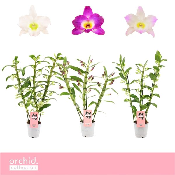 Горшечные цветы и растения оптом Den Nob 3st Mix Orchid Collection от 10шт из Голландии с доставкой по России