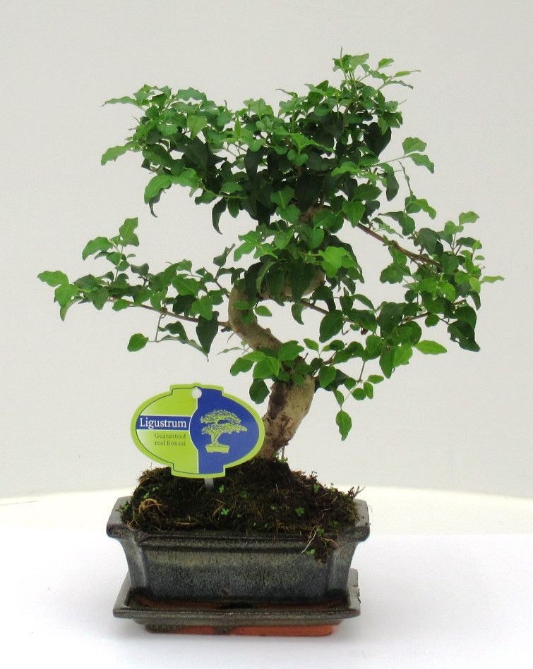 Горшечные цветы и растения оптом Bonsai Ligustrum Sinensis, 15cm., Shape, With Drip от 10шт из Голландии с доставкой по России