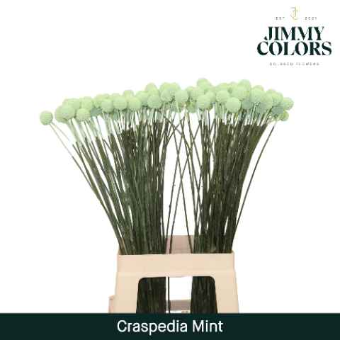Срезанные цветы оптом Craspedia paint mintgreen от 50шт из Голландии с доставкой по России