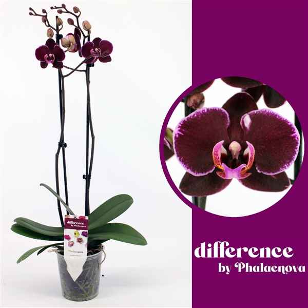 Горшечные цветы и растения оптом Phal 2st Debora 14+ (phalaenova) от 10шт из Голландии с доставкой по России