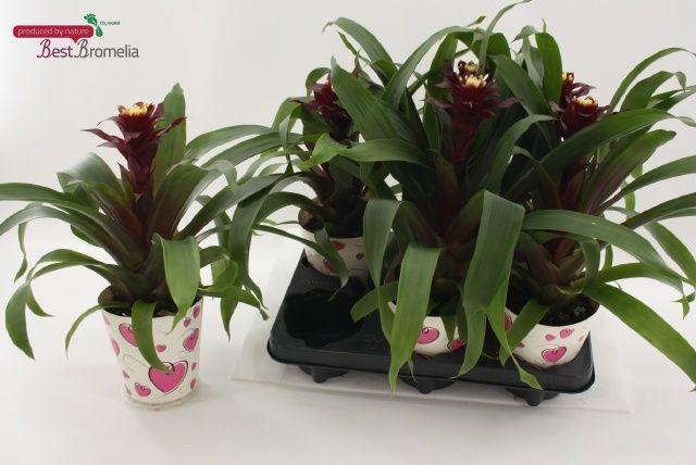 Горшечные цветы и растения оптом Guzm Paulina от 6шт из Голландии с доставкой по России