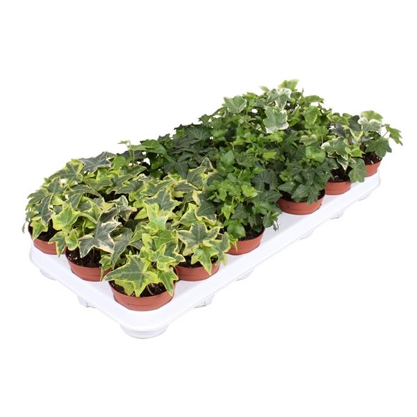 Горшечные цветы и растения оптом Hedera Mix от 21шт (для телеги) из Голландии с доставкой по России Горшечные цветы и растения оптом Hedera Mix от 21шт (для телеги) из Голландии с доставкой по России