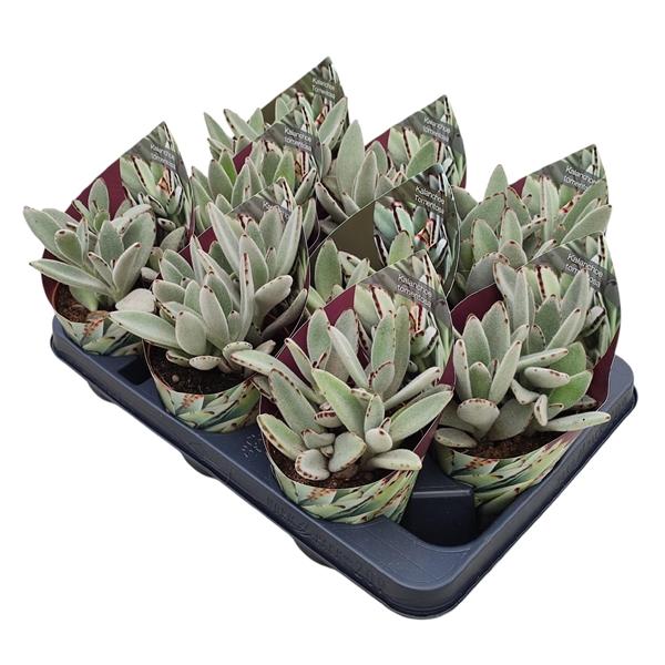 Горшечные цветы и растения оптом Kalanchoe Tomentosa Potcover от 9шт из Голландии с доставкой по России