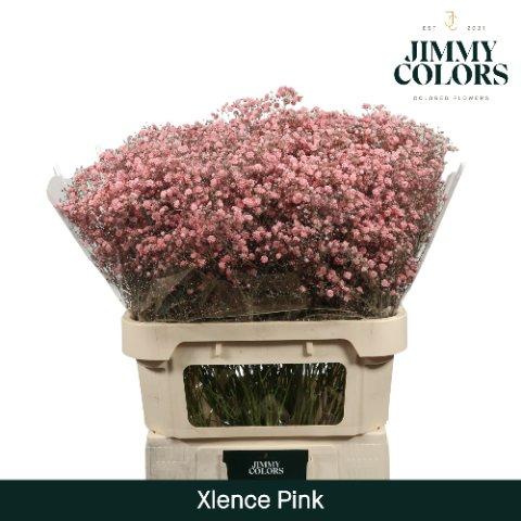 Срезанные цветы оптом Gyps large paint pink от 25шт из Голландии с доставкой по России