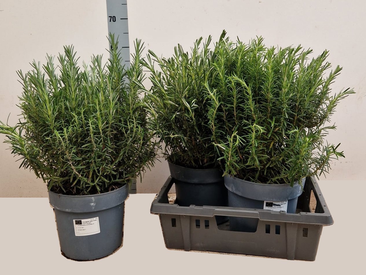 Горшечные цветы и растения оптом Rosmarin Of Ov от 2шт из Голландии с доставкой по России