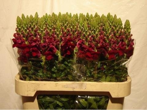 Срезанные цветы оптом Antirrhinum red от 50шт из Голландии с доставкой по России