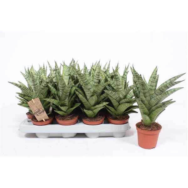 Горшечные цветы и растения оптом Sansevieria Tough Lady от 16шт из Голландии с доставкой по России