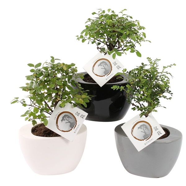 Горшечные цветы и растения оптом Bonsai Mixed In Folded Pot Colormix от 12шт из Голландии с доставкой по России