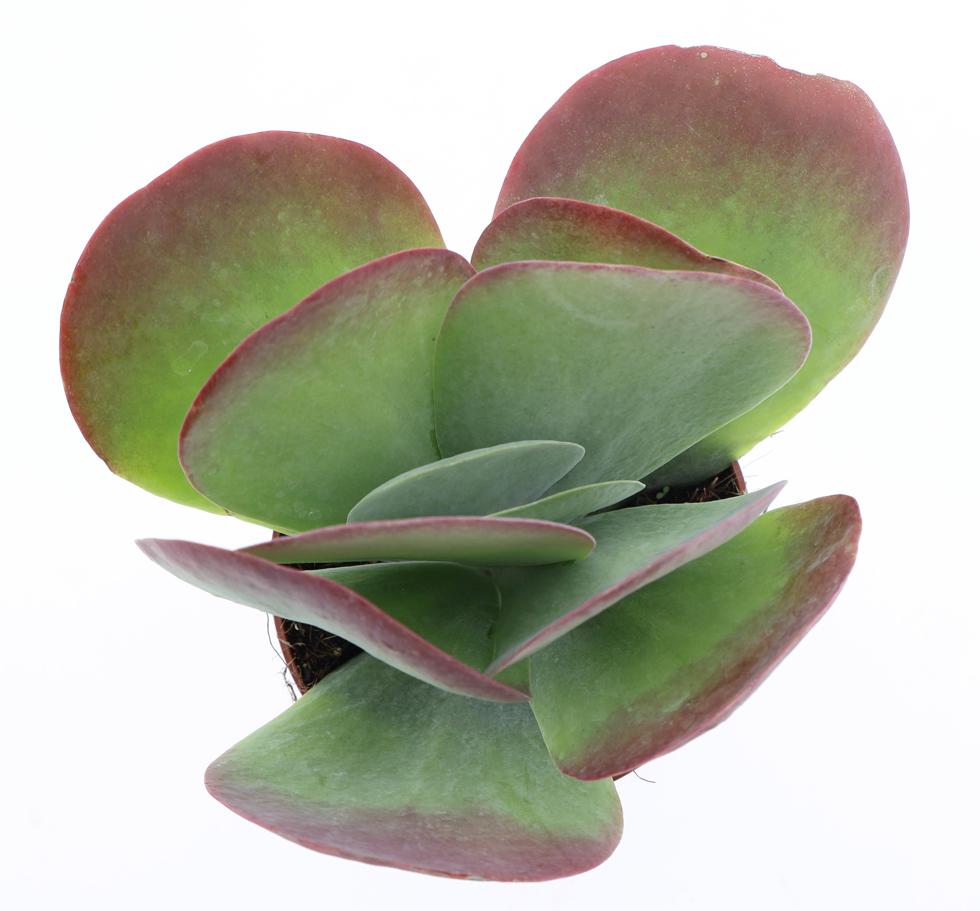 Горшечные цветы и растения оптом Kalanchoe Thyrsiflora Red Lips от 6шт из Голландии с доставкой по России