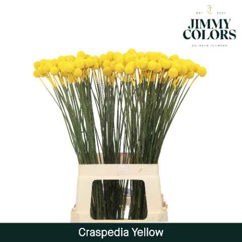 Срезанные цветы оптом Craspedia paint yellow от 200шт из Голландии с доставкой по России