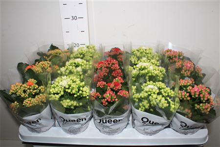 Горшечные цветы и растения оптом Kal Ge Gem 4 Kl от 15шт (для телеги) из Голландии с доставкой по России