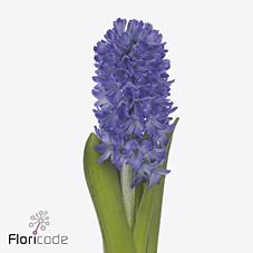 Срезанные цветы оптом Hyacinthus blue future от 50шт из Голландии с доставкой по России