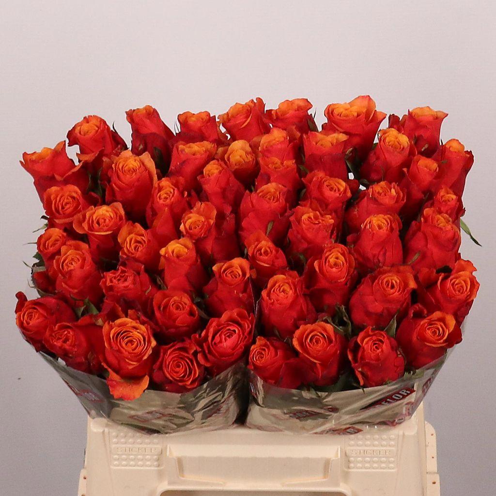 Срезанные цветы оптом Rosa large espana от 50шт. из Голландии с доставкой по России