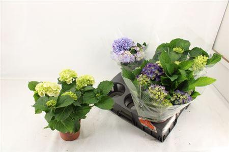 Горшечные цветы и растения оптом Hydrangea Ma Mix 3+ от 4шт из Голландии с доставкой по России