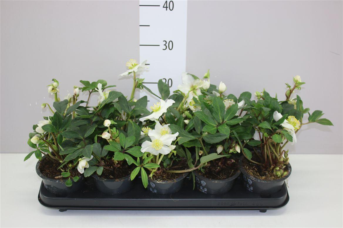 Горшечные цветы и растения оптом Helleborus Niger от 10шт из Голландии с доставкой по России