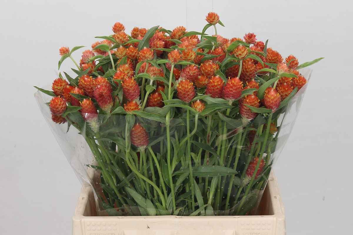 Срезанные цветы оптом Gomphrena haageana от 100шт из Голландии с доставкой по России