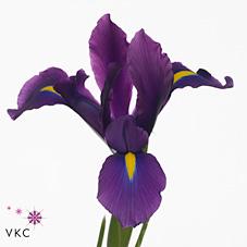 Срезанные цветы оптом Iris hong kong от 300шт из Голландии с доставкой по России