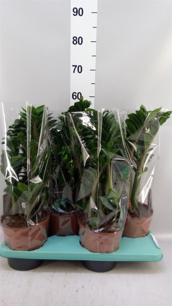 Горшечные цветы и растения оптом Zamioculcas Zamiifolia zenzi от 4шт из Голландии с доставкой по России