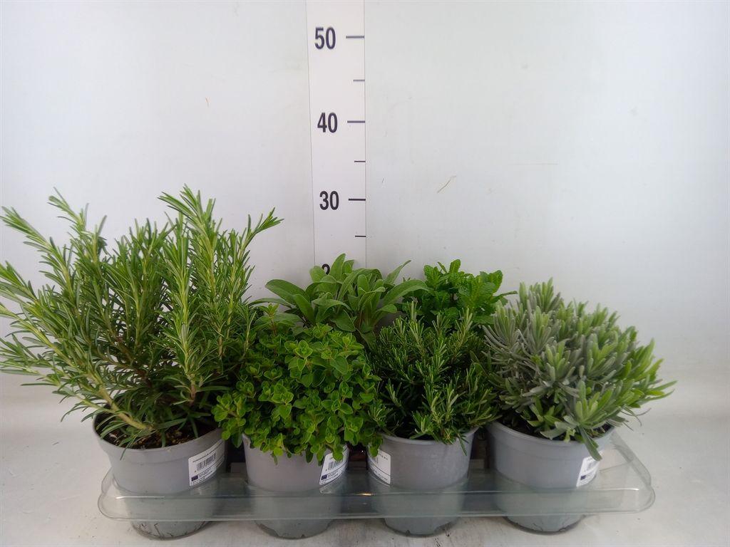 Горшечные цветы и растения оптом Tuinkruiden   ...mix от 8шт из Голландии с доставкой по России