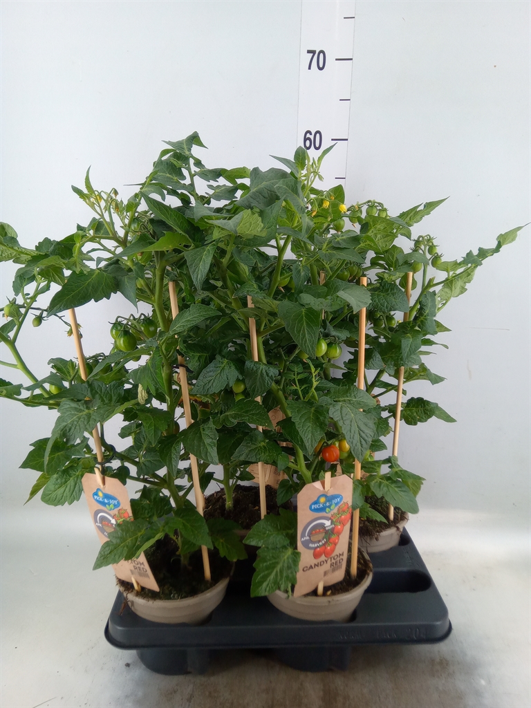 Горшечные цветы и растения оптом Solanum Lycopersicum   ... от 4шт из Голландии с доставкой по России