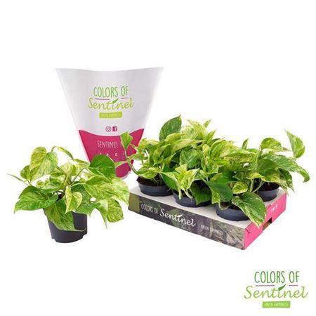 Горшечные цветы и растения оптом Epipremnum Marble Queen P12 от 6шт из Голландии с доставкой по России