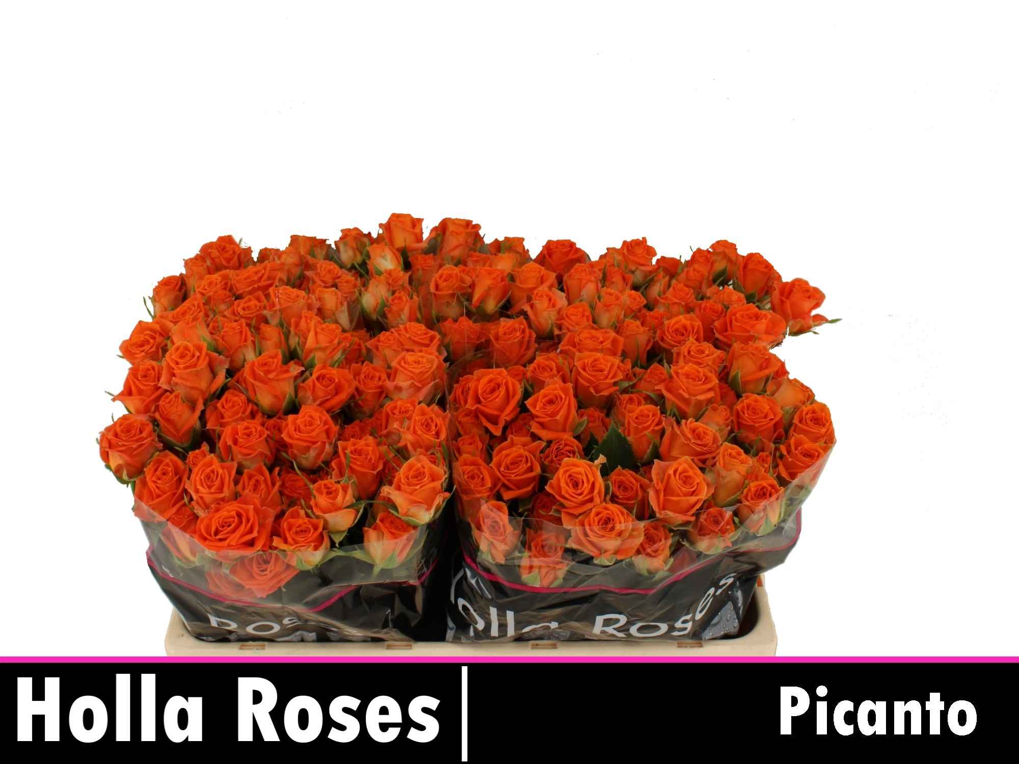 Срезанные цветы оптом Rosa sp picanto от 40шт из Голландии с доставкой по России