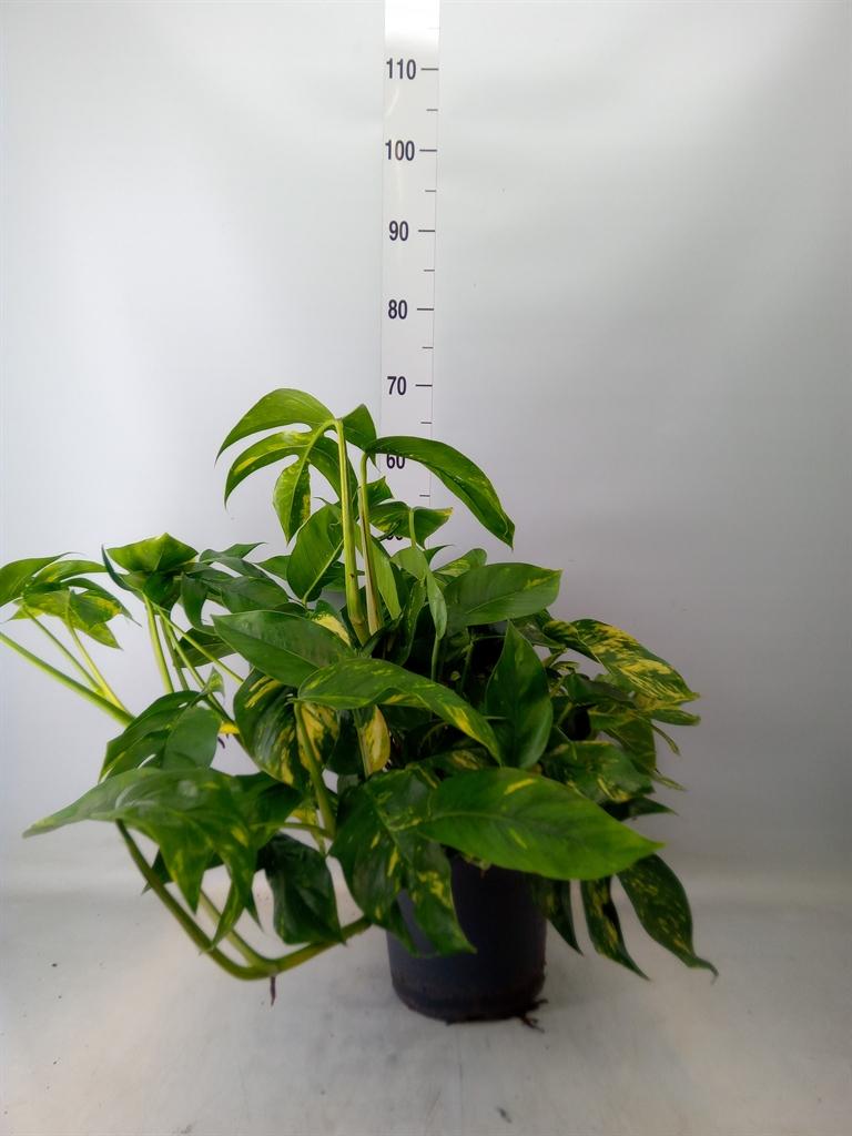 Горшечные цветы и растения оптом Epipremnum   ... от 1шт из Голландии с доставкой по России