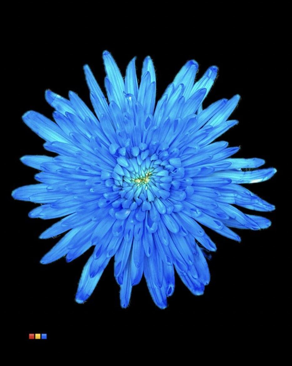 Срезанные цветы оптом Chrys bl paint topspin light blue от 60шт из Голландии с доставкой по России