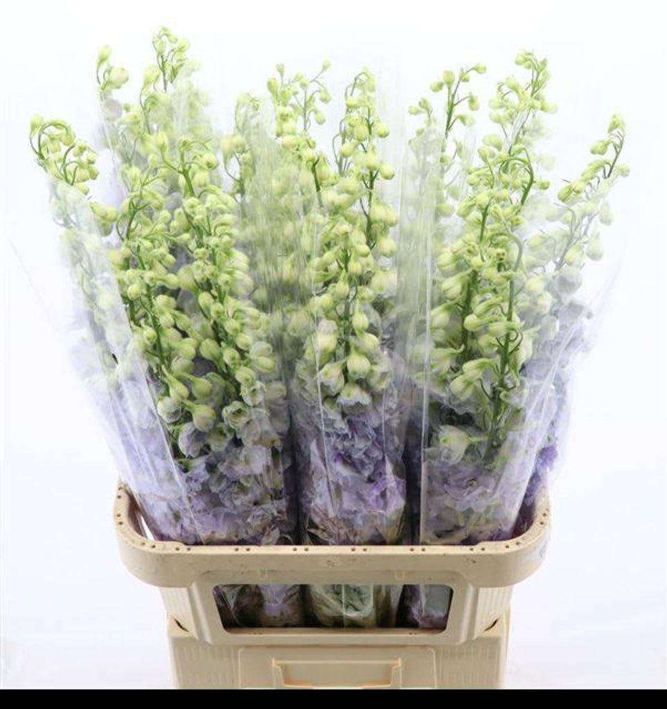 Срезанные цветы оптом Delphinium do dev lavender love от 30шт. из Голландии с доставкой по России