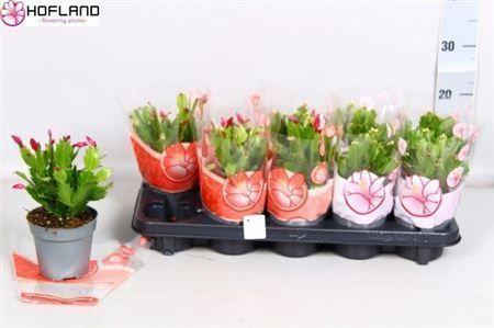 Горшечные цветы и растения оптом Schlumbergera Mix 40+ от 10шт из Голландии с доставкой по России