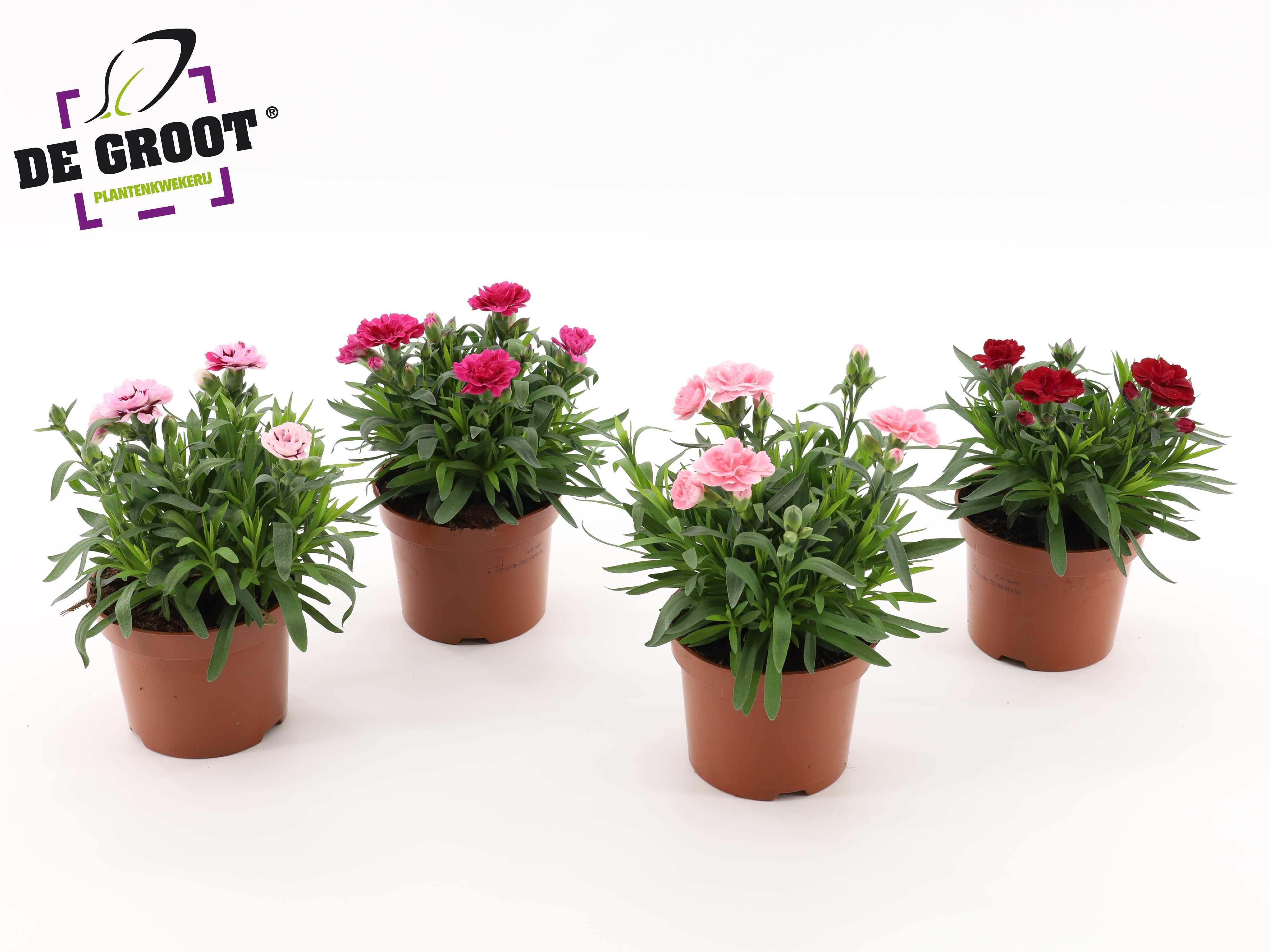 Горшечные цветы и растения оптом Dianthus Oscar Serie (mix Per Kar) от 8шт из Голландии с доставкой по России