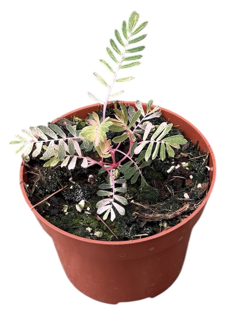 Горшечные цветы и растения оптом Phyllanthus Urinaria Albo Variegata от 1шт из Голландии с доставкой по России