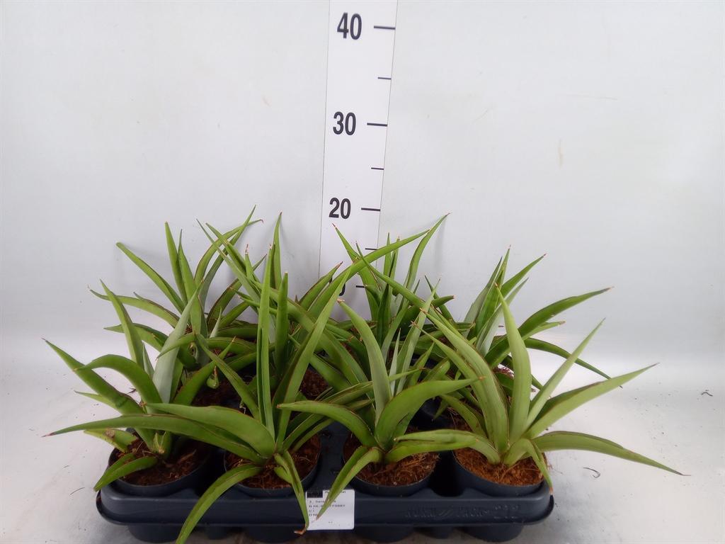 Горшечные цветы и растения оптом Sansevieria   ... от 12шт (для телеги) из Голландии с доставкой по России