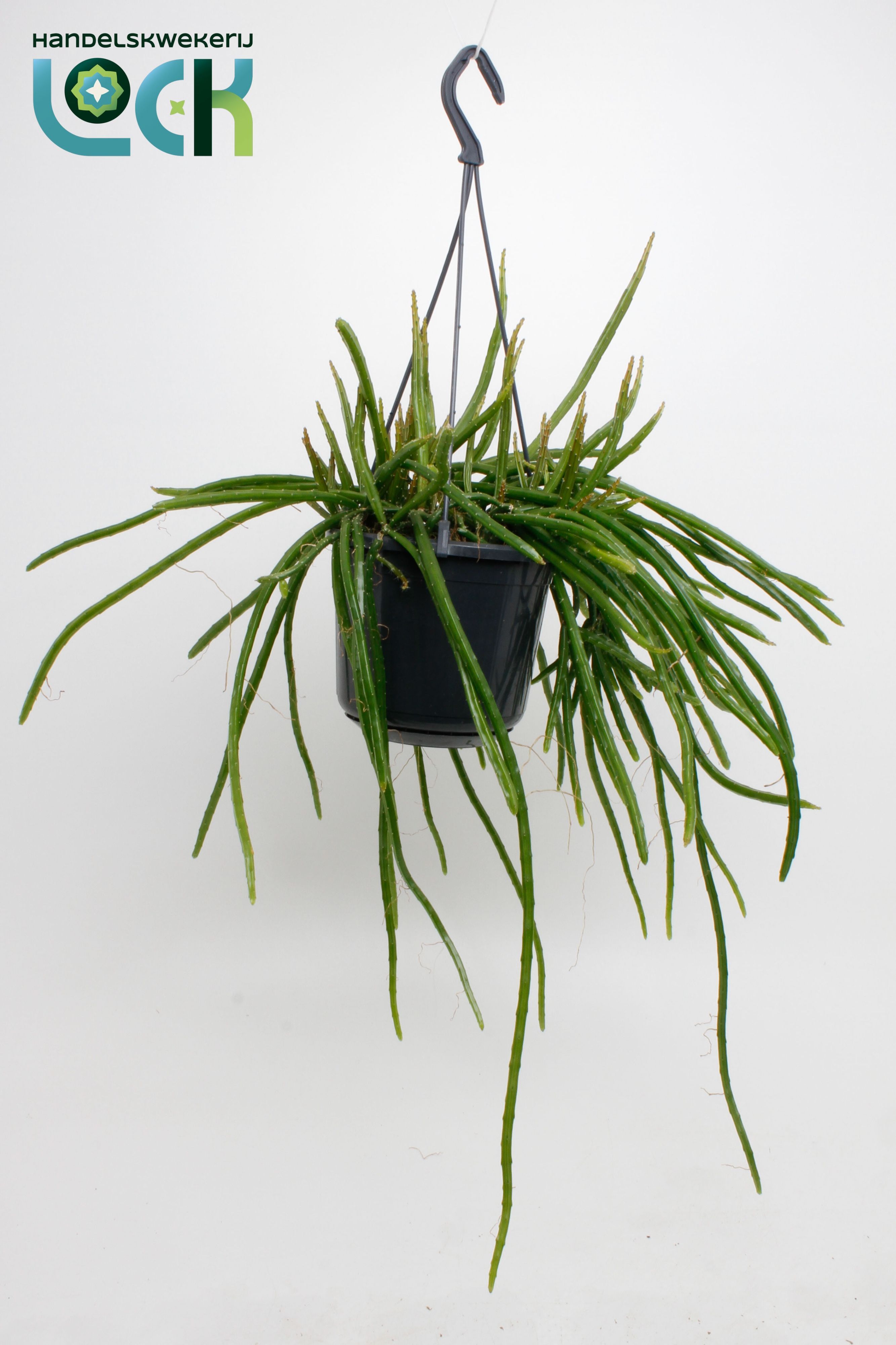 Горшечные цветы и растения оптом Selenisereus Werkleii от 7шт из Голландии с доставкой по России