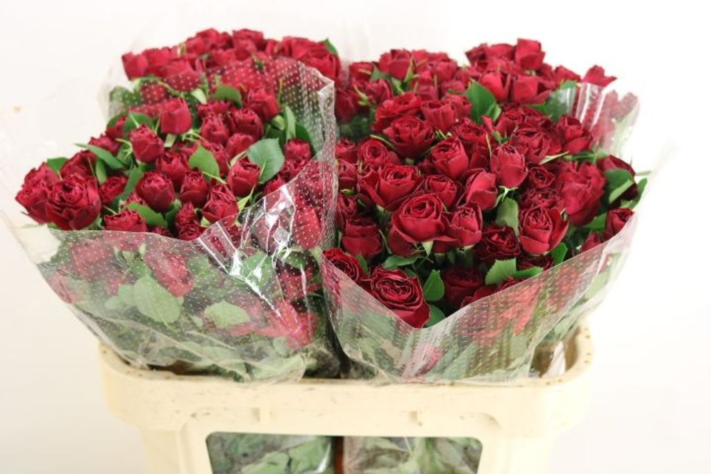 Срезанные цветы оптом Rosa spray red trendsetter от 60шт из Голландии с доставкой по России