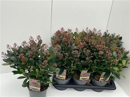 Горшечные цветы и растения оптом Skimmia Rubella 16+ от 6шт из Голландии с доставкой по России