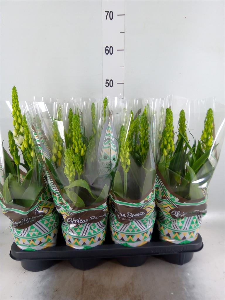 Горшечные цветы и растения оптом Ornithogalum Thyrs. от 7шт из Голландии с доставкой по России