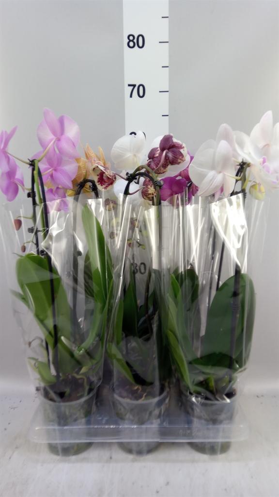 Горшечные цветы и растения оптом Phal Elegant Cascade от 6шт из Голландии с доставкой по России
