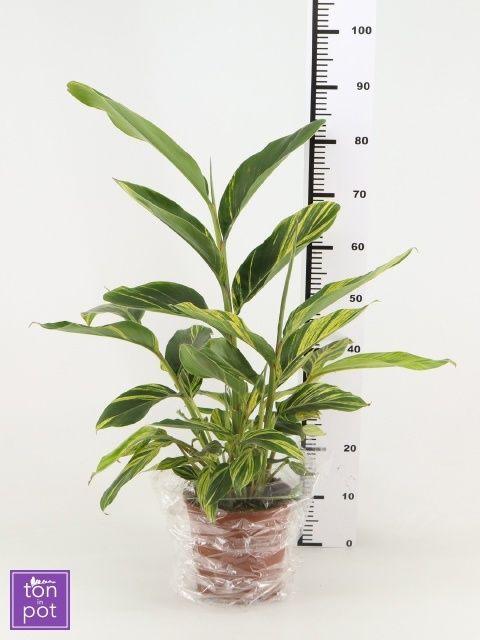 Горшечные цветы и растения оптом Alpinia Variegata от 1шт из Голландии с доставкой по России